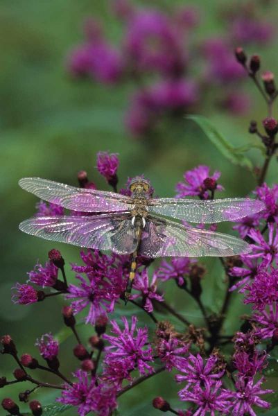 USA, Pennsylvania Dragonfly on Joe-Pye weed